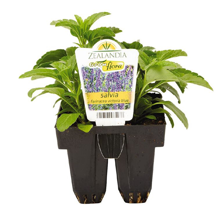 Growflora Salvia Victoria Blue, , hi-res