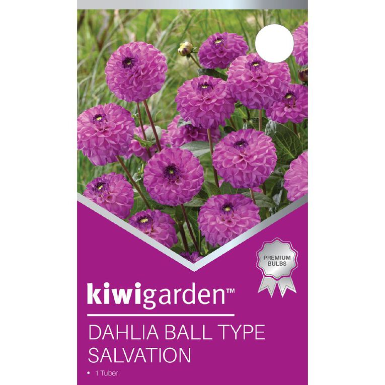 Kiwi Garden Dahlia Ball Type 1 Pack, , hi-res