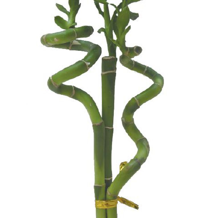 Indoor Lucky Bamboo in Ceramic Pot 9cm, , hi-res