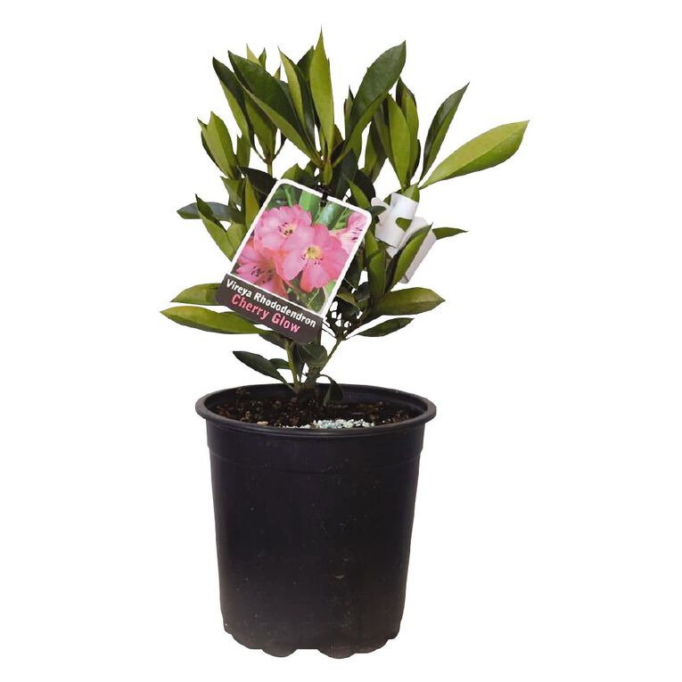 Vireya Rhododendron Potted Plant 2.5L, , hi-res