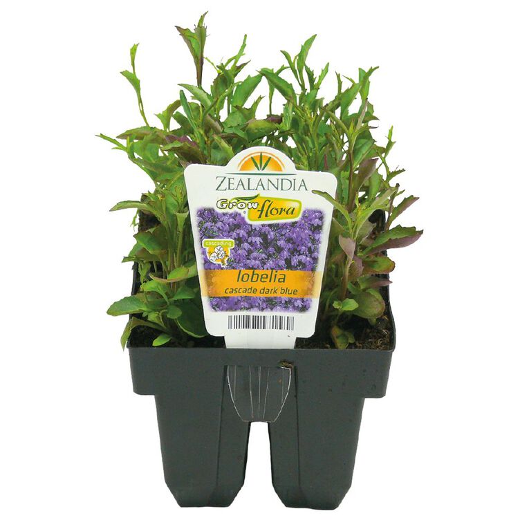 Growflora Lobelia Cascade Dark Blue, , hi-res