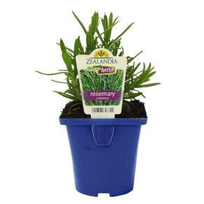Growherbs Rosemary Common