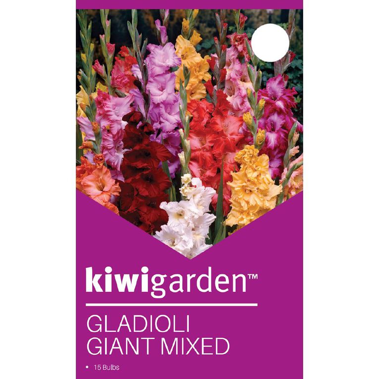 Kiwi Garden Gladioli Giant Mix 15 Pack, , hi-res