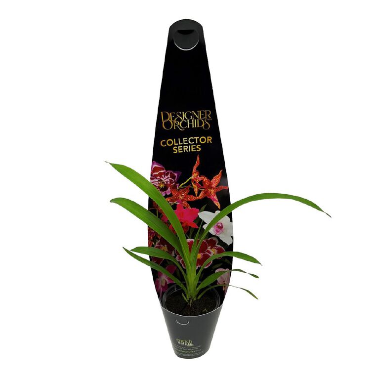 Cymbidium 6cm, , hi-res