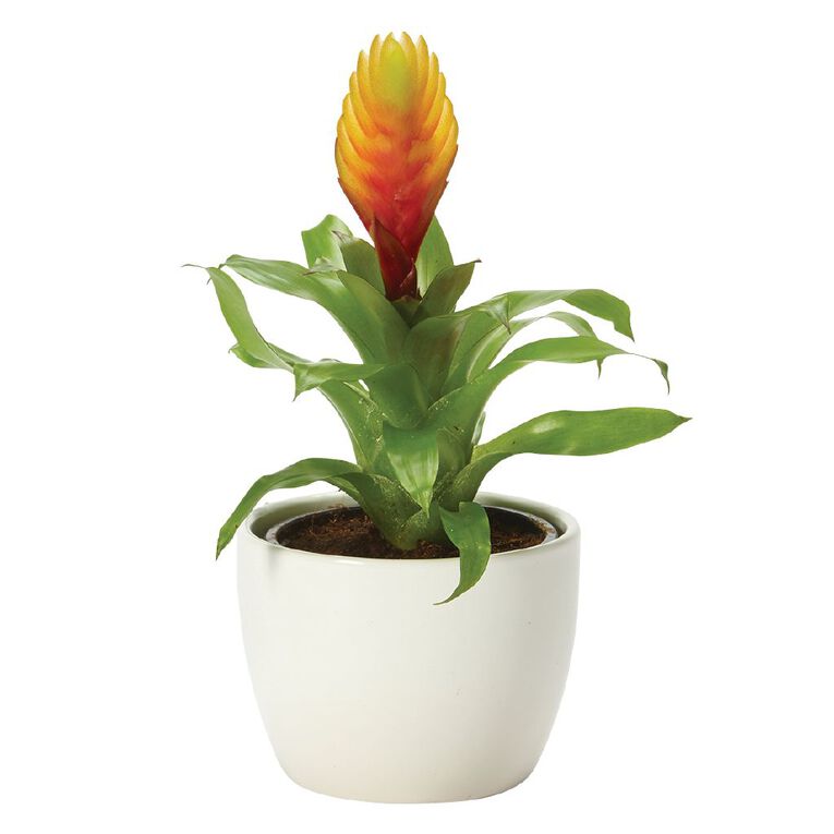 Foliage in Ceramic (Tabletops) 9cm Pot, , hi-res