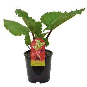 Rhubarb 'Next Generation' 1.9L Pot
