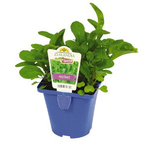 Growherbs Rocket Pot