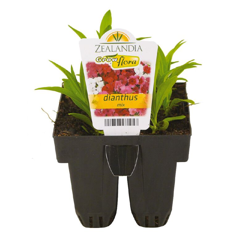 Growflora Dianthus Telstar Mix, , hi-res