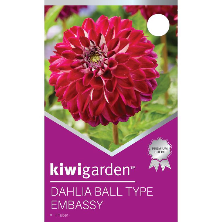 Kiwi Garden Dahlia Ball Type 1 Pack, , hi-res