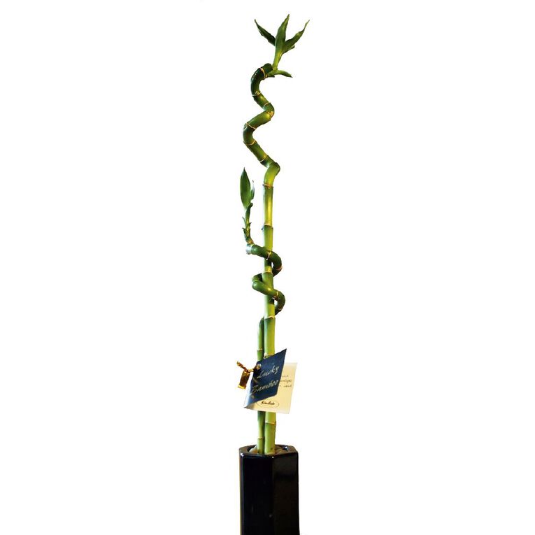 Indoor Lucky Bamboo in Ceramic Pot 9cm, , hi-res