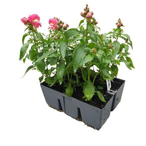 Super Six Flowering Antirrhinum Coral Bicolour