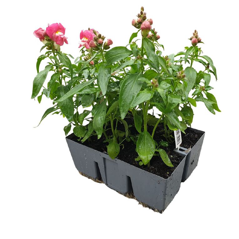 Super Six Flowering Antirrhinum Coral Bicolour, , hi-res