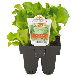 Growfresh Lettuce Imperial Triumph
