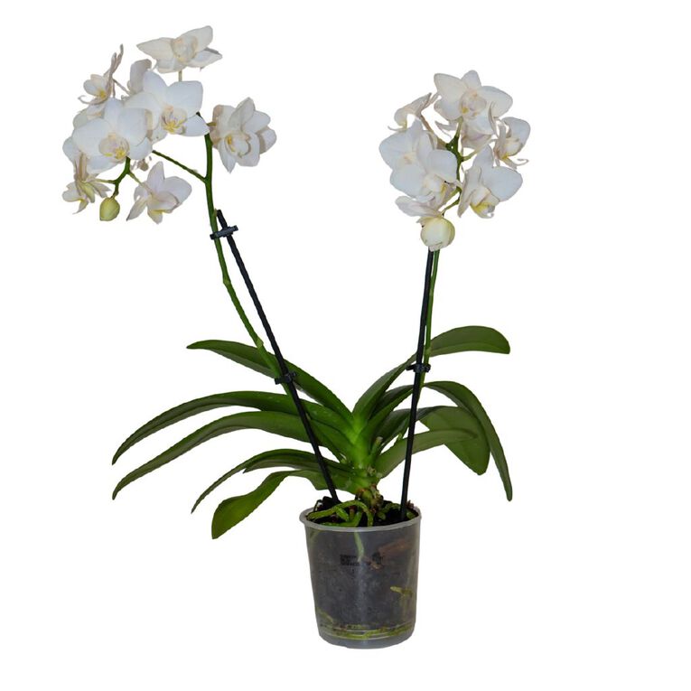 Mini Orchid Promo 9cm, , hi-res