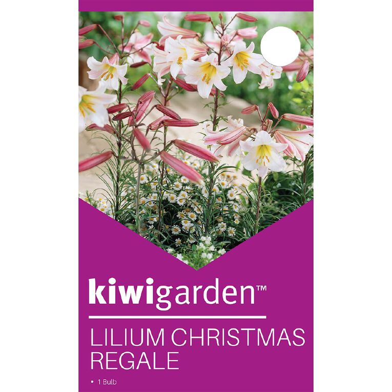 Kiwi Garden Lily Regale 1 Pack, , hi-res