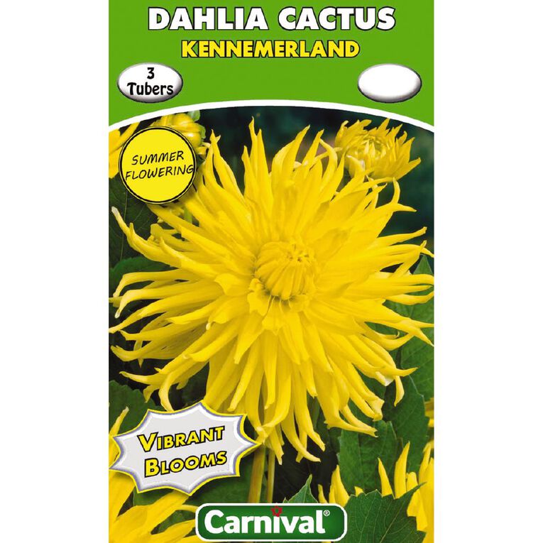 Kiwi Garden Dahlia Bulb Single Variety 3 Pack, , hi-res