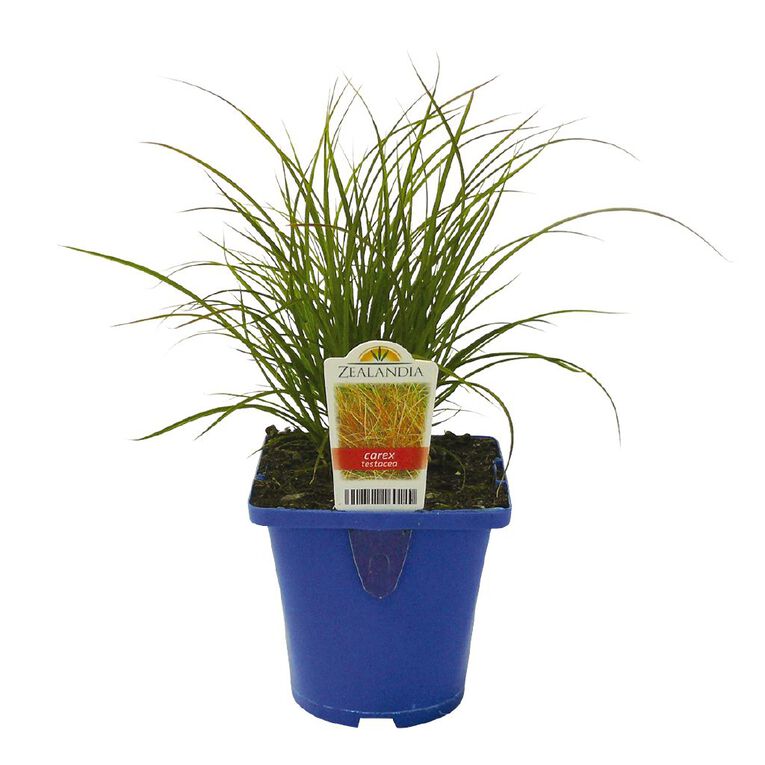 Landscape Grass Carex Comans Green 10cm Pot, , hi-res