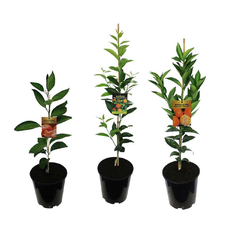 Citrus Mandarin Dwarf 4.7L, , hi-res