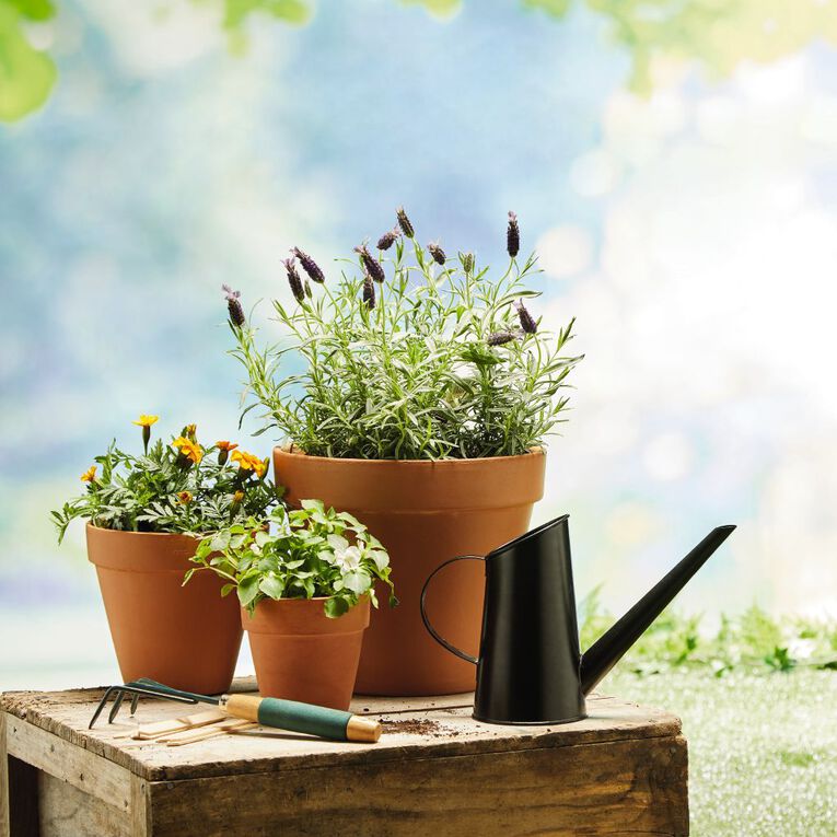 Lavender Potted Plant - 13cm, , hi-res