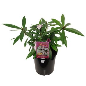 Daphne Perfume Princess Potted Plant 2.5L