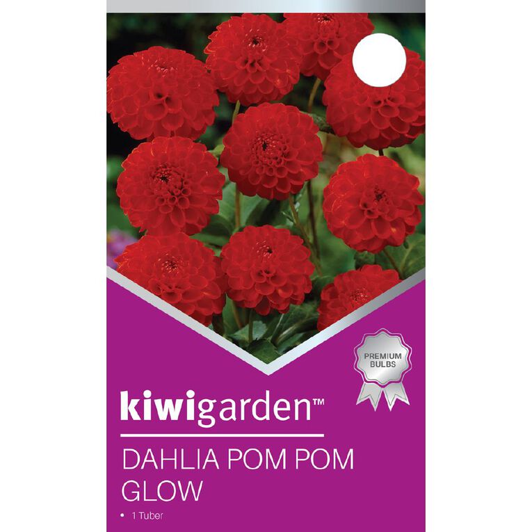 Kiwi Garden Dahlia Pom Pom Type 1 Pack, , hi-res