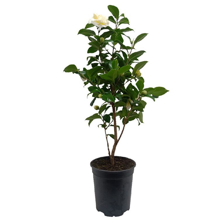 Camellia Assorted 1.5L, , hi-res