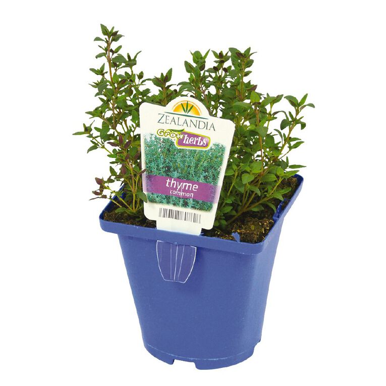 Growherbs Thyme Common, , hi-res