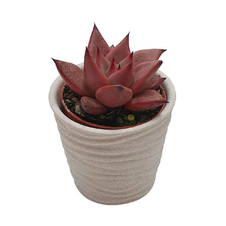 Succulents in Ceramics, , hi-res
