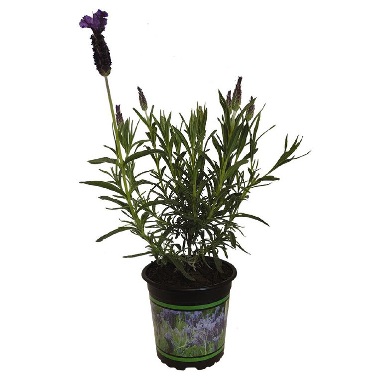 Lavender Potted Plant - 13cm, , hi-res