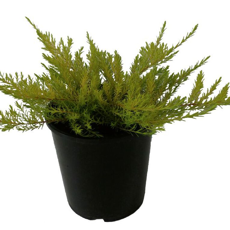 Coleonema Sunset Gold Potted Plant - 1.9L, , hi-res
