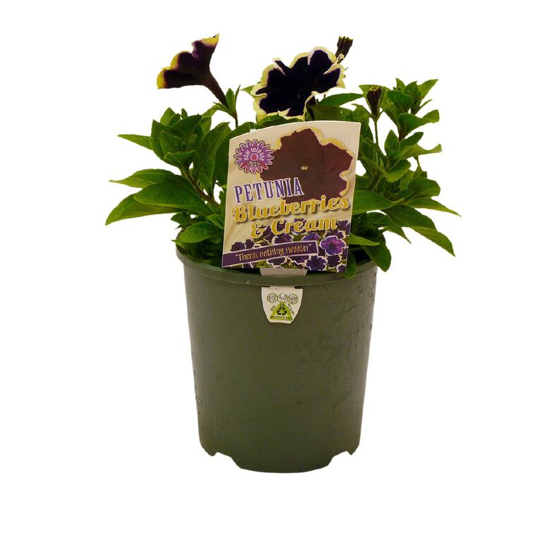 Petunia Blueberries and Cream 1.5L, , hi-res