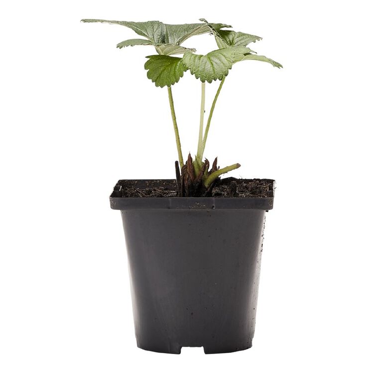 Single Strawberry Assorted 10cm Pot, , hi-res