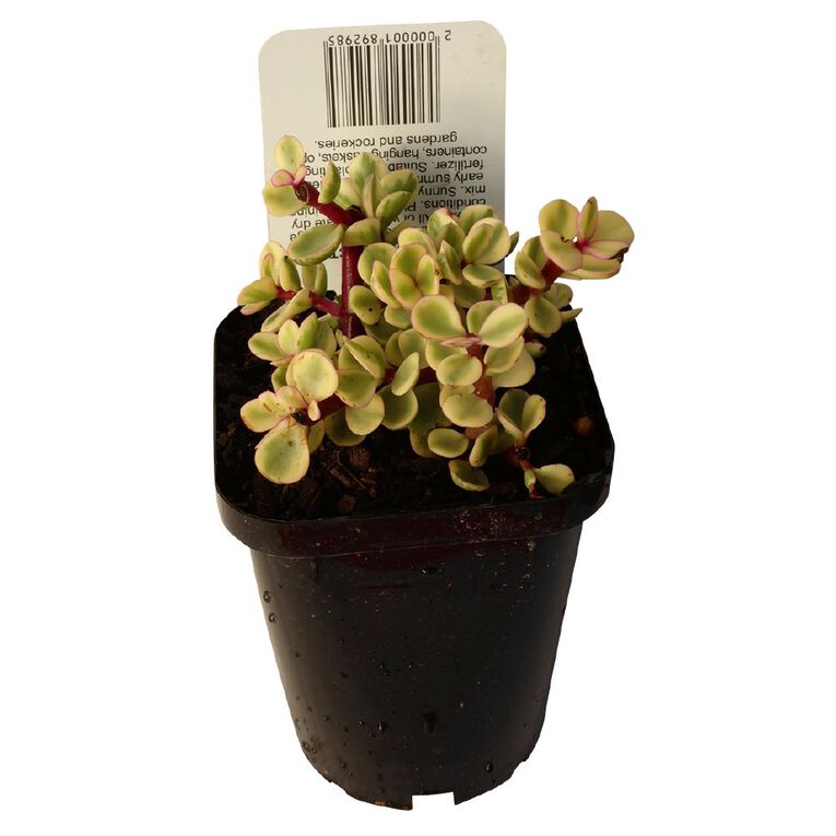 Succulents 9cm Pot, , hi-res