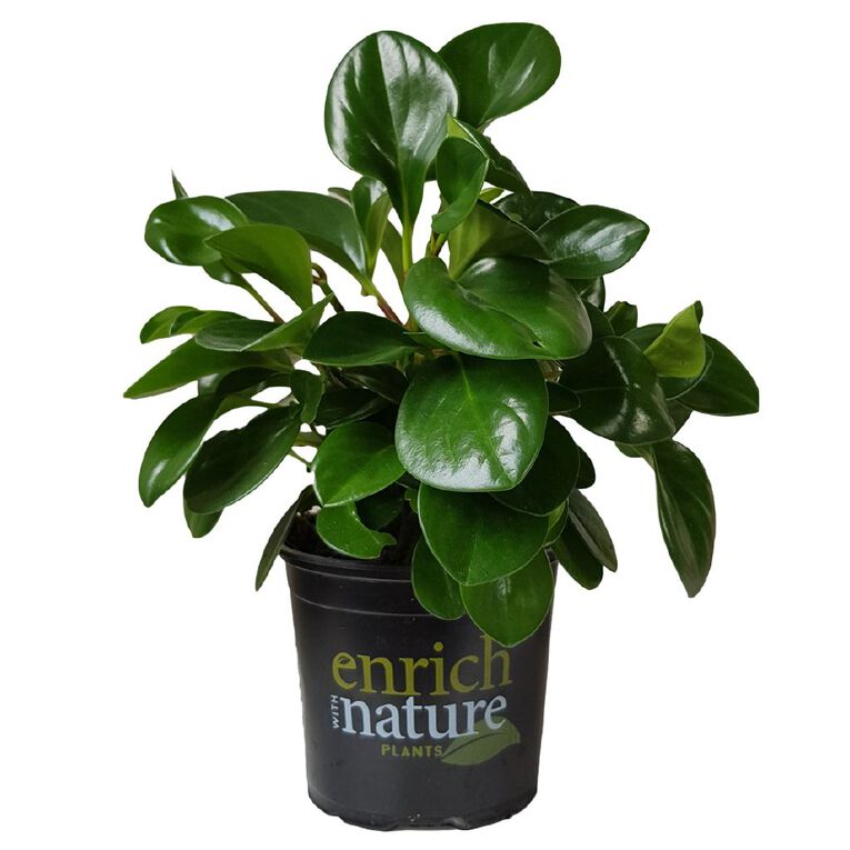 Peperomia Jade 12cm, , hi-res