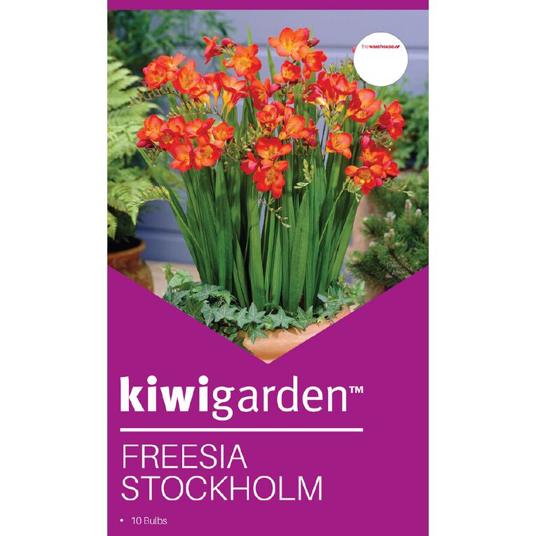 Kiwi Garden Freesia Stockholm 10PK, , hi-res