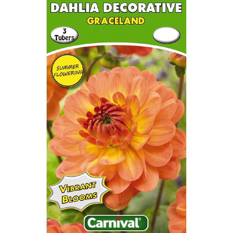 Kiwi Garden Dahlia Bulb Single Variety 3 Pack, , hi-res
