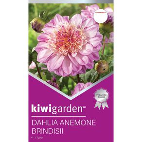 Kiwi Garden Dahlia Anemone 1 pack
