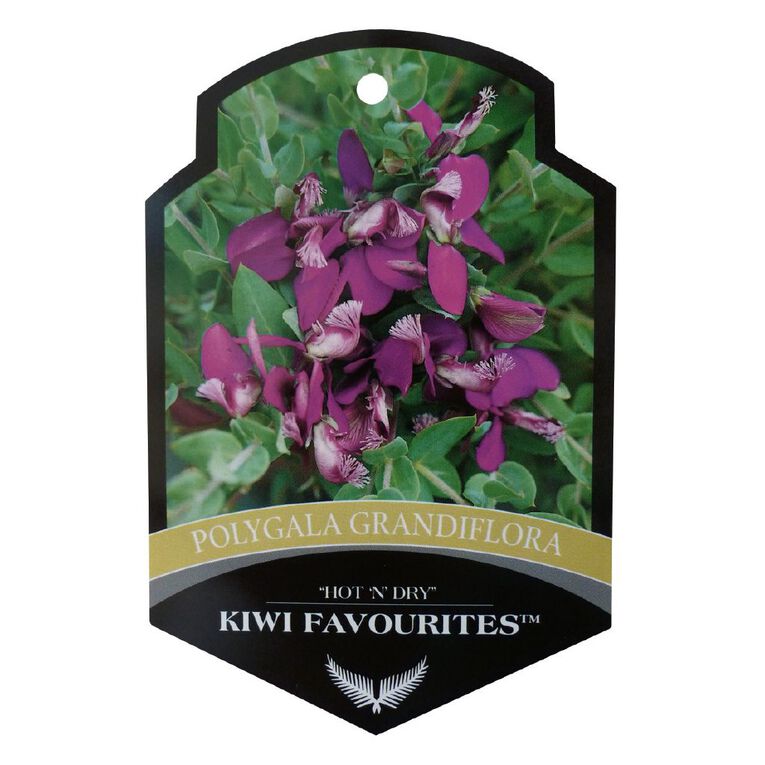 Polygala Grandiflora Potted Plant - 1.9L, , hi-res