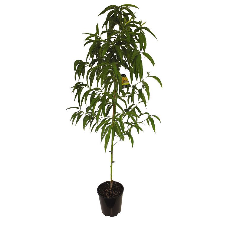 Peach Tree 4.7L Pot, , hi-res