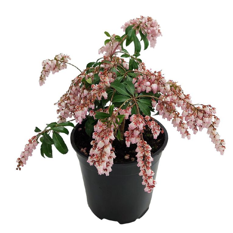 Pieris Assorted 1.5L, , hi-res