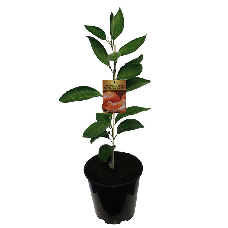 Citrus Mandarin Dwarf 4.7L, , hi-res