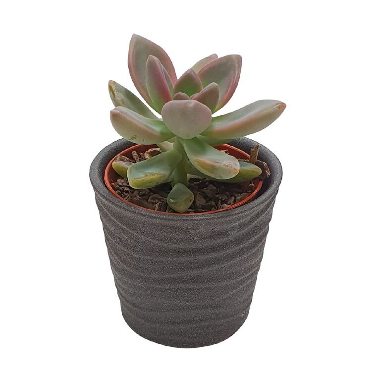 Succulents in Ceramics, , hi-res