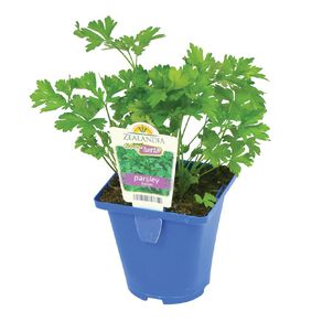 Growherbs Parsley Italian