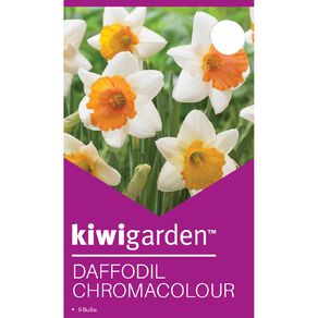 Kiwi Garden Daffodil Chromacolour 5 Pack