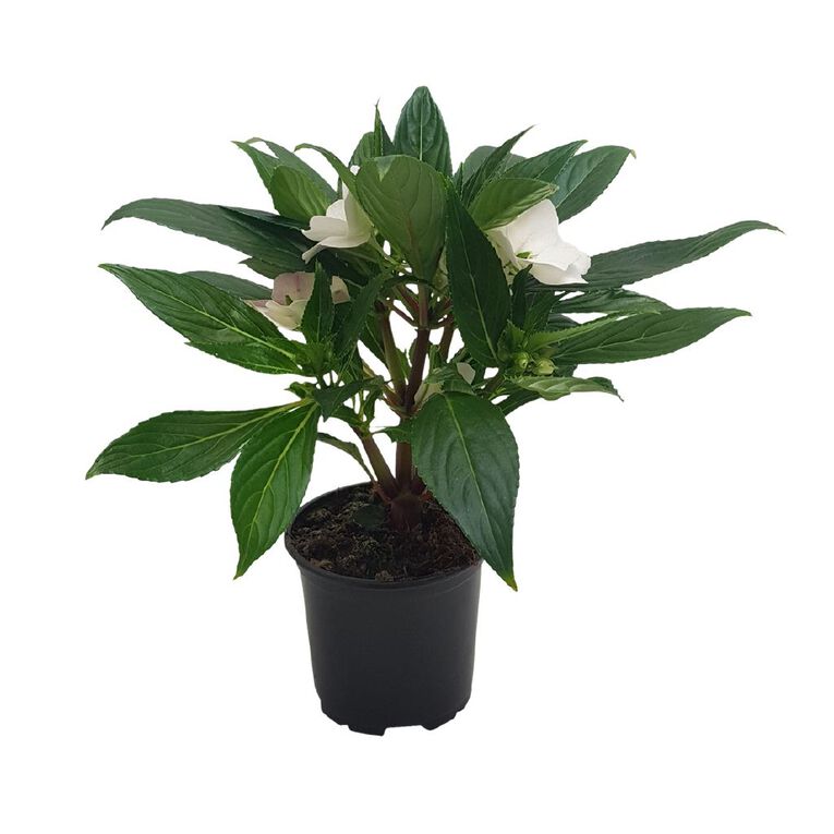 Impatiens 10.5cm, , hi-res
