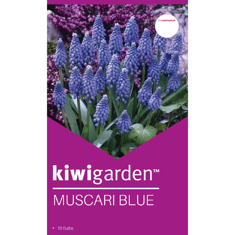 Kiwi Garden Muscari Blue 10PK, , hi-res