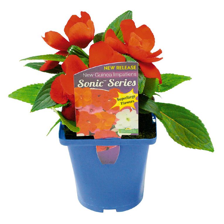 Impatiens Sonic Series Pot Assorted, , hi-res