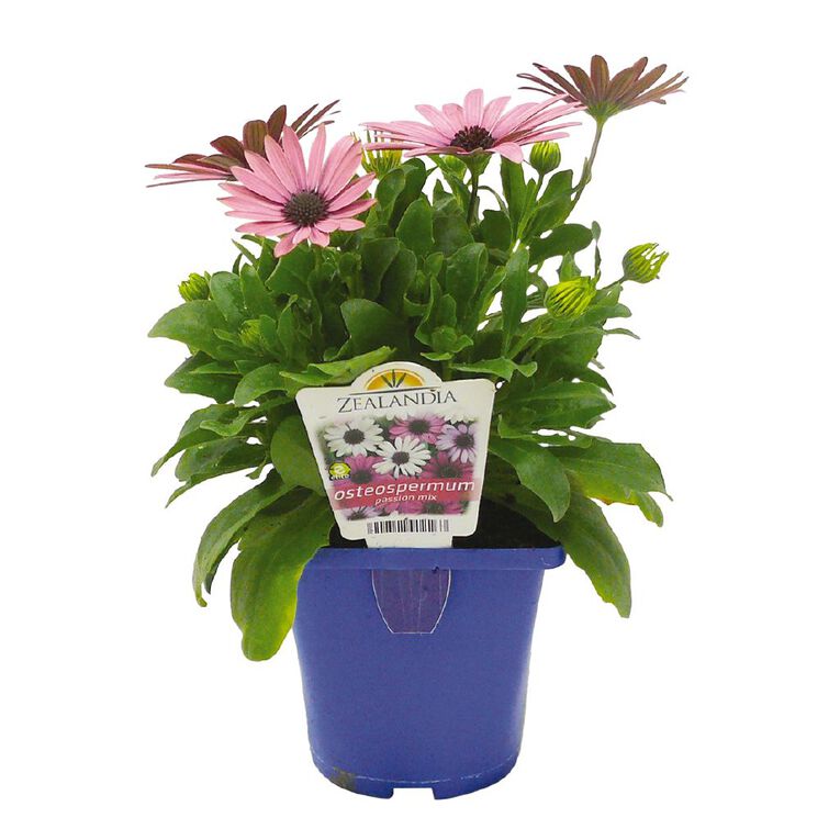 Elite Osteospermum Akila Grand Canyon Mix 10cm Pot, , hi-res