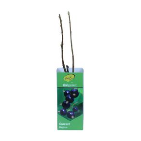 Fruit Sation Berry Fruit Currant Magnus