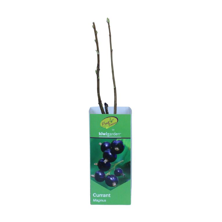 Fruit Sation Berry Fruit Currant Magnus, , hi-res